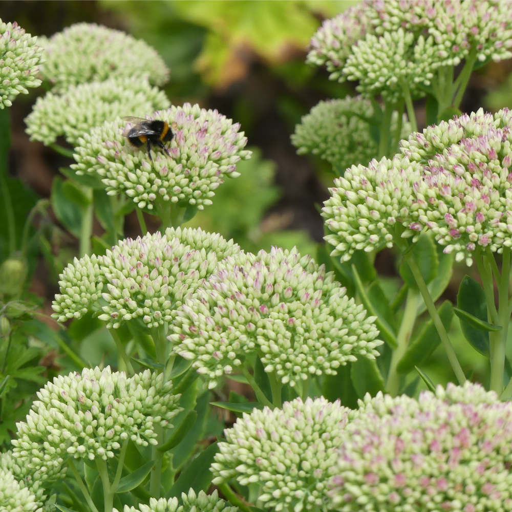 view of flowers with bumblebee