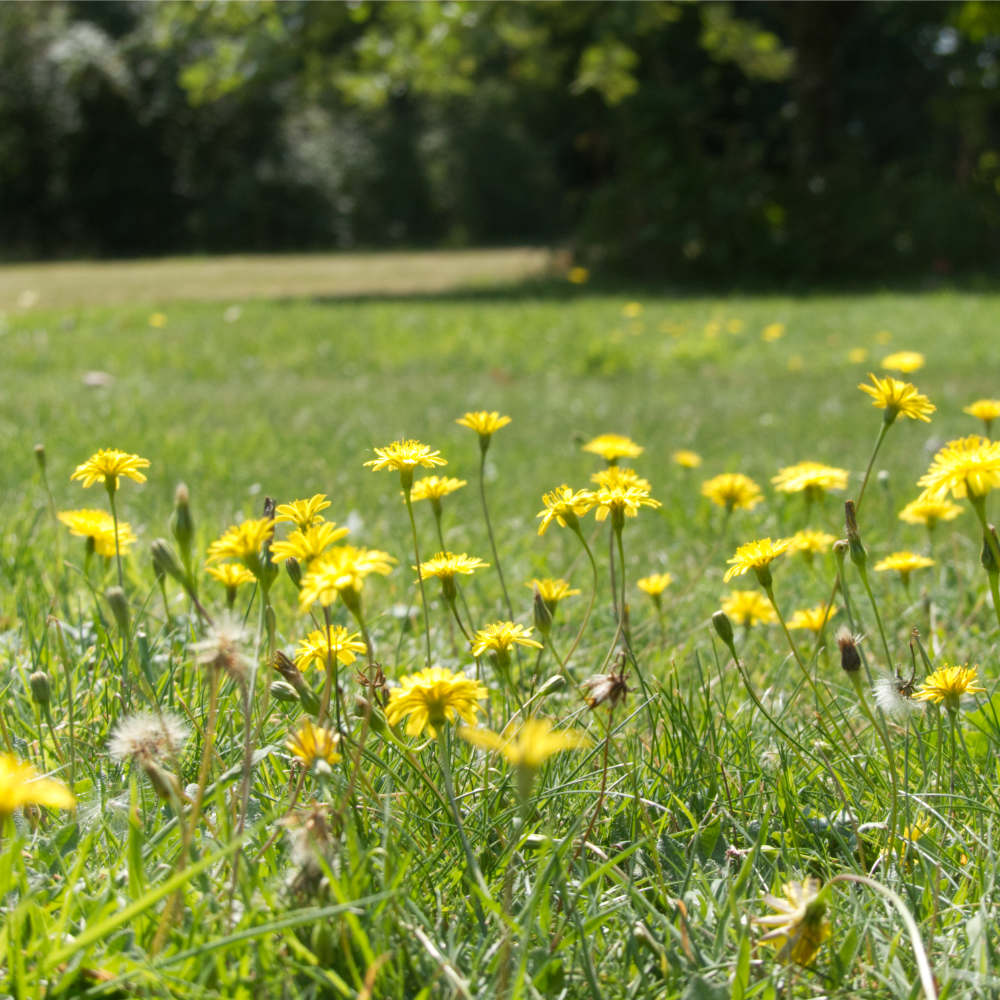 Weedy garden lawn